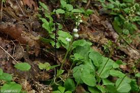 Attēlu rezultāti vaicājumam “Pyrola minor fruit”
