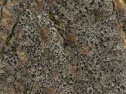 Attēlu rezultāti vaicājumam “Opegrapha rufescens”