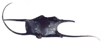 Image result for Leucoraja ocellata