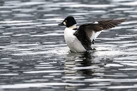 Attēlu rezultāti vaicājumam “Bucephala clangula male”