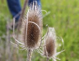 Attēlu rezultāti vaicājumam “Dipsacus fullonum flower”