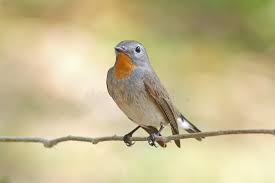 Image result for Ficedula albicilla