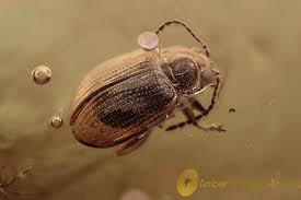 Attēlu rezultāti vaicājumam “Alticinae”