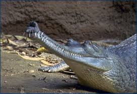 Image result for Crocodylus acutus