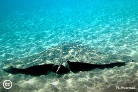 Image result for Gymnura altavela