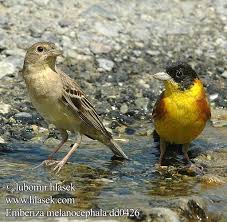 Image result for Emberiza melanocephala