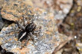 Attēlu rezultāti vaicājumam “Aelurillus v-insignitus”