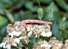 Attēlu rezultāti vaicājumam “Eupithecia centaureata”