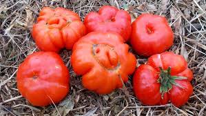 Afbeeldingsresultaat voor costoluto genovese tomato