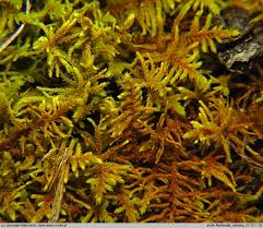 Attēlu rezultāti vaicājumam “Abietinella abietina”