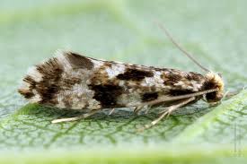 Attēlu rezultāti vaicājumam “Nemapogon cloacella”