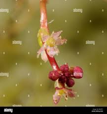 Attēlu rezultāti vaicājumam “Hydrocotyle vulgaris bud”