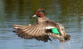 Attēlu rezultāti vaicājumam “Anas crecca”