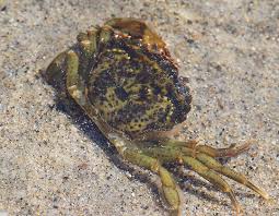 Image result for Carcinus maenas
