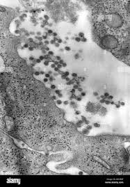 Attēlu rezultāti vaicājumam “Thelopsis rubella”