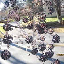 Attēlu rezultāti vaicājumam “Kalopanax septemlobus”