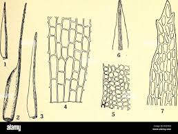 Attēlu rezultāti vaicājumam “Ditrichum flexicaule”