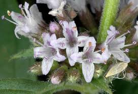 Attēlu rezultāti vaicājumam “Mentha arvensis flower”