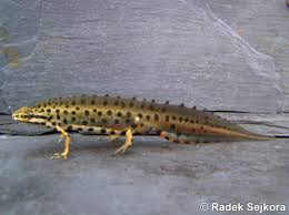 Attēlu rezultāti vaicājumam “Triturus vulgaris”