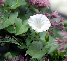 Attēlu rezultāti vaicājumam “Calystegia sepium fruit”