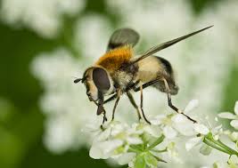 Attēlu rezultāti vaicājumam “Leucozona lucorum”