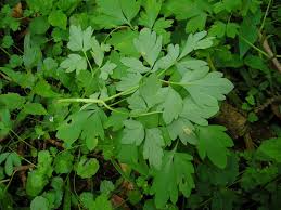 Attēlu rezultāti vaicājumam “Melampsora magnusiana”