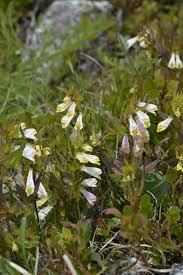 Attēlu rezultāti vaicājumam “Melampyrum pratense”