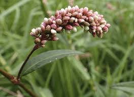Attēlu rezultāti vaicājumam “Persicaria maculosa”