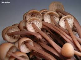 Attēlu rezultāti vaicājumam “Collybia acervata”