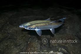 Image result for Coregonus lavaretus