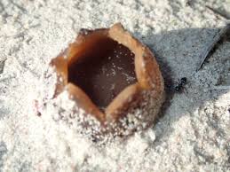 Attēlu rezultāti vaicājumam “Peziza ammophila”