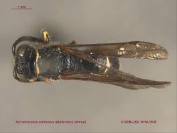 Attēlu rezultāti vaicājumam “Ancistrocerus sp. male”