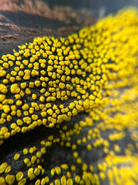 Attēlu rezultāti vaicājumam “Physarum decipiens spores”