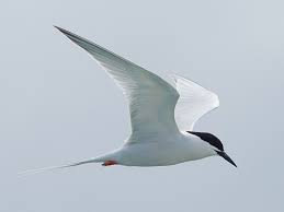 Image result for Sterna dougallii