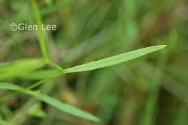 Attēlu rezultāti vaicājumam “Stellaria longifolia”