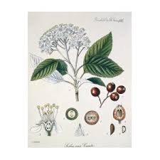 Attēlu rezultāti vaicājumam “Sorbus aria”