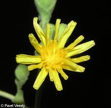 Attēlu rezultāti vaicājumam “Lactuca sativa flower”