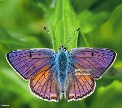 Attēlu rezultāti vaicājumam “Lycaena alciphron”