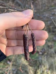 Image result for Alder Cc