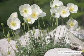 Image result for Alpenmohn