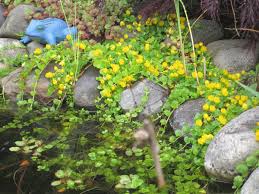 Image result for Lysimachia nummularia