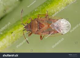 Attēlu rezultāti vaicājumam “Kleidocerys resedae”