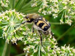 Attēlu rezultāti vaicājumam “Trichius fasciatus”