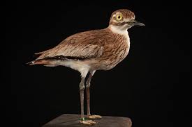 Image result for Burhinus oedicnemus