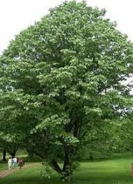 Attēlu rezultāti vaicājumam “Tilia tomentosa fruit”