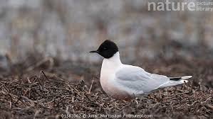 Attēlu rezultāti vaicājumam “Larus minutus adult”