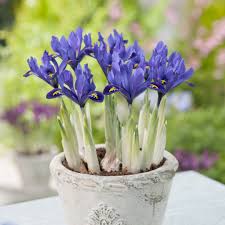 Attēlu rezultāti vaicājumam “Iris reticulata”