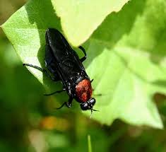 Attēlu rezultāti vaicājumam “Clitellaria ephippium”