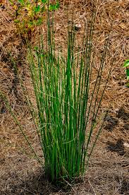 Attēlu rezultāti vaicājumam “Juncus inflexus bud”