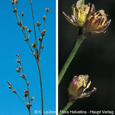 Attēlu rezultāti vaicājumam “Juncus alpinoarticulatus fruit”